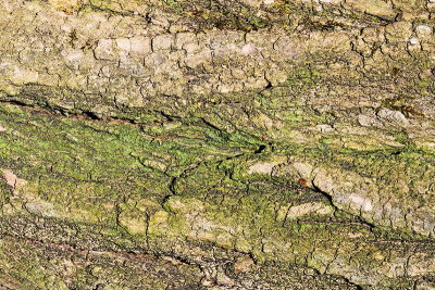 Bark of elder Sambus nigra lubje črnega bezga_MG_9573-11.jpg