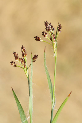  Greater wood-rush Luzula sylvatica gozdna bekica_MG_0149-111.jpg