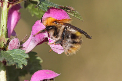 Bumblebee čmrlj_MG_0083-111.jpg
