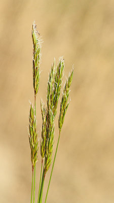 Sweet vernal grass Anthoxanthum odoratum dieča boljka_MG_01501-11.jpg