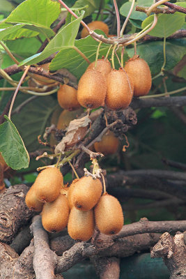 Kiwifruit Actinidia deliciosa kivi_MG_4338-11.jpg