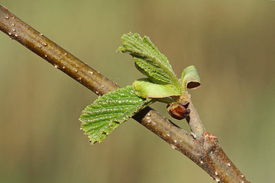 Black alder Alnus glutinosa črna jela_MG_0183-111.jpg