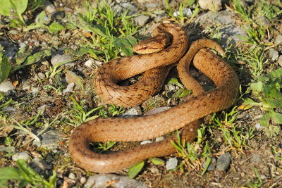 Smooth snake Coronella austriaca smokulja_MG_0965-111.jpg