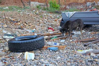 Abandoned dog zapučen pes_MG_8473-111.jpg