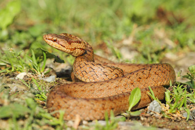 Smooth snake Coronella austriaca smokulja_MG_0927-111.jpg