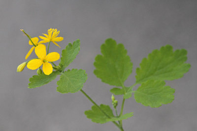 Greater celandine Chelidonium majus krvavi mlečnik_MG_0838-111.jpg