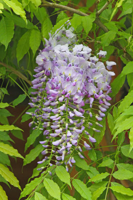  Butterfly-bush Buddleja davidii metuljnik_MG_1041-111.jpg