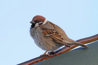 Tree sparrow Passer montanus poljski vrabec_MG_0301-111.jpg