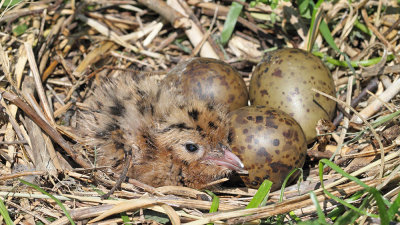 Nest gnezdo_MG_0878-111.jpg