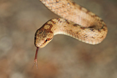 Smooth snake Coronella austriaca smokulja_MG_1125-111.jpg