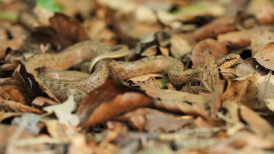 Smooth snake Coronella austriaca smokulja_MG_1192-111.jpg