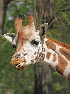 Rothschild's giraffe Giraffa camelopardalis rothschildi irafa_MG_0553-11.jpg