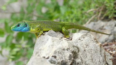 Eastern green lizard Lacerta viridis vzhodnoevropski zelenec_MG_1341-111.jpg