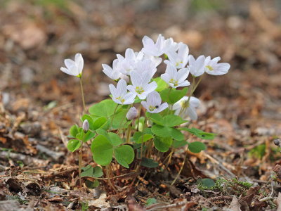 Wood-sorrel Oxalis acetosella zajčja deteljica_MG_0169-111.jpg