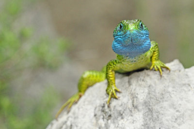 Eastern green lizard Lacerta viridis vzhodnoevropski zelenec_MG_1361-111.jpg