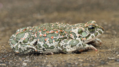 Green toad Pseudepidalea viridis zelena krastača_MG_1400-111.jpg