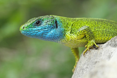 Eastern green lizard Lacerta viridis vzhodnoevropski zelenec_MG_1343-111.jpg