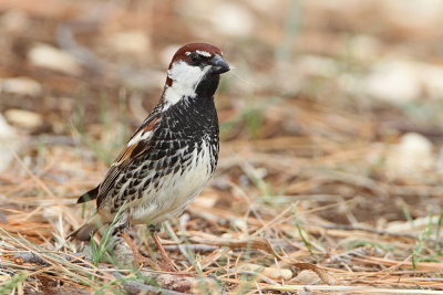Spanish sparrow Passer hispaniolensis travniki vrabec_MG_1734-111.jpg