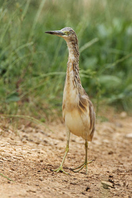 Squacco heron Ardeola ralloides čopasta čaplja_MG_1784-11.jpg