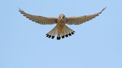 Common kestrel Falco tinnunculus navadna postovka_MG_2030-111.jpg