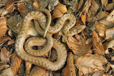 Smooth snake Coronella austriaca smokulja_MG_1184-111.jpg