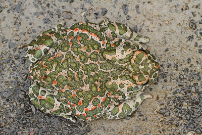 Green toad Pseudepidalea viridis zelena krastača_MG_1402-111.jpg