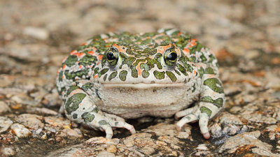 Green toad Pseudepidalea viridis zelena krastača_MG_1442-111.jpg