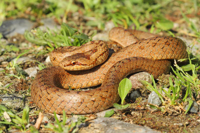 Smooth snake Coronella austriaca smokulja_MG_09131-111.jpg