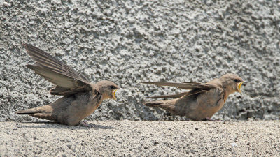 Young eurasian crag-martin Hirundo rupestris mladi skalni lastovki_MG_2557-111.jpg