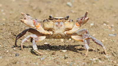  Mediterranean freshwater crab Potamon fluviatile sladkovodna rakovica_MG_0750-111.jpg