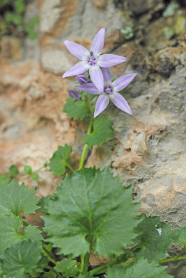 Adriatic bellflower Campanula fenestrellata oknasta zvončica_MG_1379-11.jpg