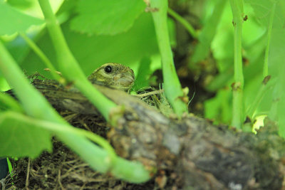 Serin Serinus serinus grilček_MG_1938-111.jpg