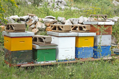 Beehives panji_MG_8679-111.jpg