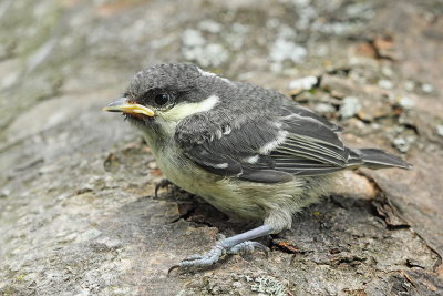 Young coal tit Periparus  ater mlad meniček_MG_3448-111.jpg