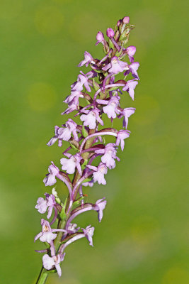 Fragrant orchid Gymnadenia conopsea navadni kukovičnik_MG_3177-11.jpg
