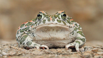 Green toad Pseudepidalea viridis zelena krastača_MG_1432-111.jpg