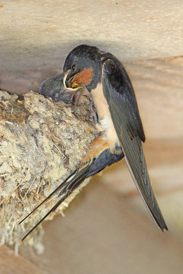 Barn swallow Hirundo rustica kmečka lastovka_MG_2868-11 2.jpg