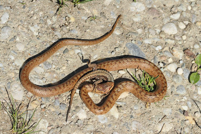Smooth snake with prey Coronella austriaca smokulja s plenom_MG_1070-111.jpg