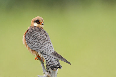 Red-footed Falcon Falco vespertinus rdečenoga postovka_MG_1614-111.jpg