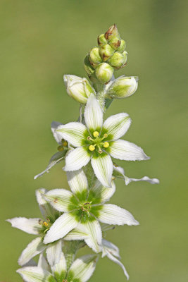 White hellebore Veratrum album album bela čmerika_MG_3174-11.jpg