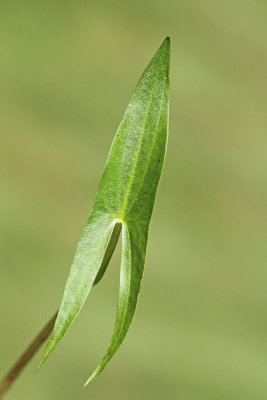Arrowhead Sagittaria sagittifolia strelua_MG_2168-11.jpg