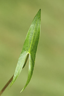 Arrowhead Sagittaria sagittifolia streluša_MG_2168-11.jpg