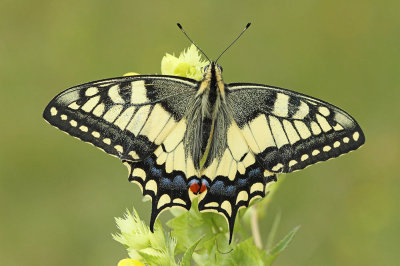 Swallowtail Papilio machaon lastovičar_MG_2398-111.jpg