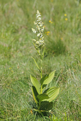 White hellebore Veratrum album album bela čmerika_MG_3256-111.jpg