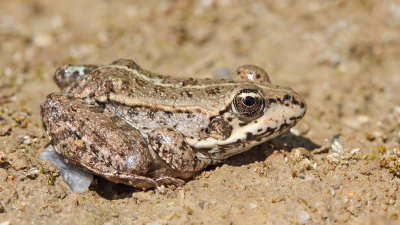 Balkan water frog Pelophylax kurtmuelleri balkanska zelena aba_MG_0698-111.jpg