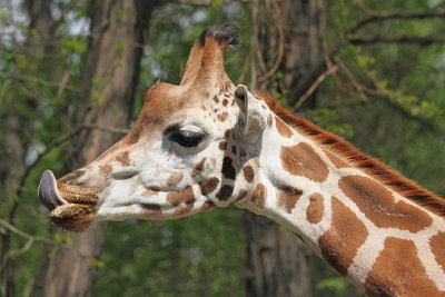 Rothschild's giraffe Giraffa camelopardalis rothschildi irafa_MG_0554-111.jpg