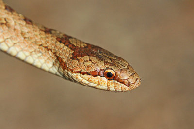 Smooth snake Coronella austriaca smokulja_MG_1148-111.jpg