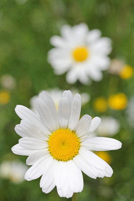 Oxeye Leucanthemum ircutianum navadna ivanjčica_MG_0141-11.jpg