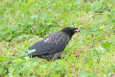 Crow with prey vrana s plenom_MG_0498-111.jpg