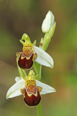 Late spider-orchid Ophrys holoserica čmrljeliko mačje uho_MG_1260-111.jpg